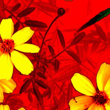 【离线完整版】永久使用的小黑ddos压力测试平台